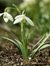 Snow Drop