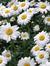 Daisy H