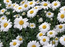 Daisy H