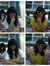 Ignes N...