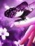 Anum Arif