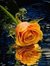 Dina Nour