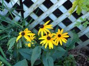 Jessica Webster calacci