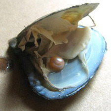 Oyster