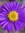 Rachel Flores (purpleflowergirl) | 1 comments