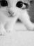 Lorell ...