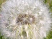 Elizabeth Woolfenden