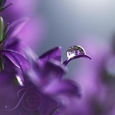 دعاء القيسي