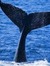 whalesister