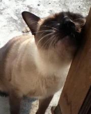 ทิพาพร โพธิ์ศรี