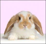 Wannaporn Khamsukdee