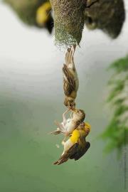 Sharif Hossain