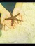 Esther