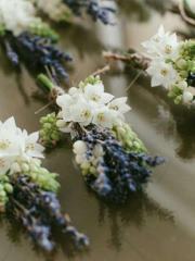 Lavander Alsheref