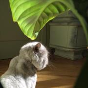 Manana Botchorishvili