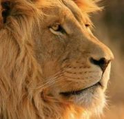 عمار السليماني