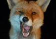 Hakkaa The Greedy Fox 