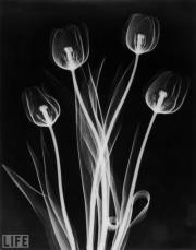 Catherine Rogers