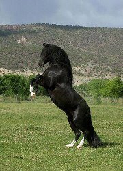 عابد الرحمن