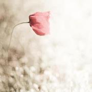 شقائق النعمان