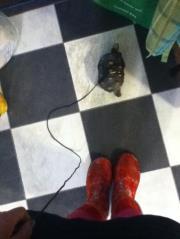 Notleonard Thetortoise