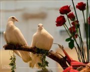 محمود ابوالهدى