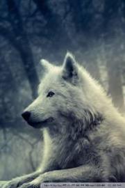 White Wolf