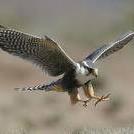 علي الشويلي