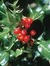 Holly
