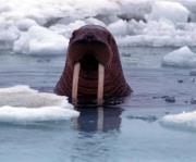 Monstrua Comenutella