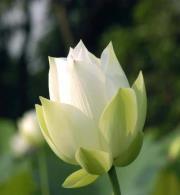 Hằng Ốc