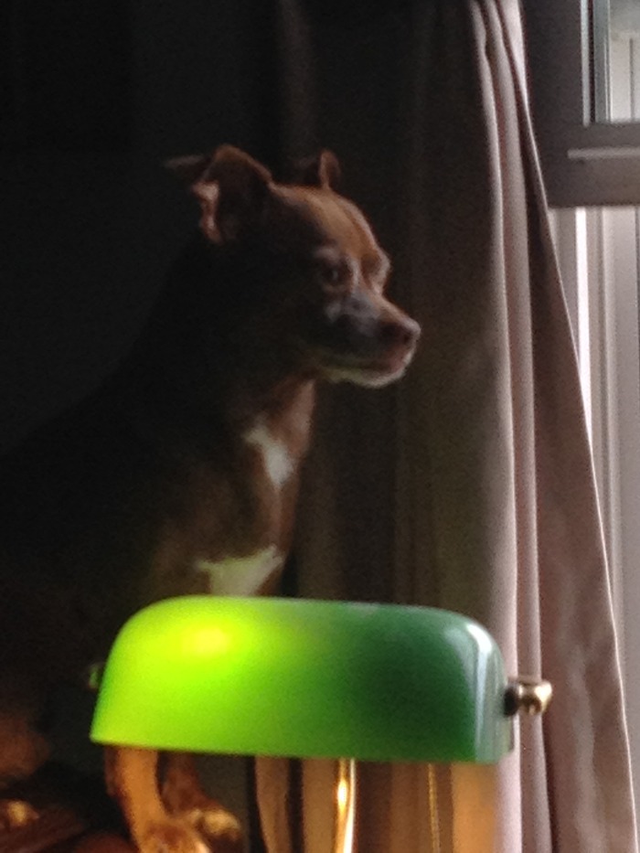 Goodreads profile picture for @incommunicado