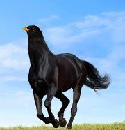 Samubody Willoe Tree