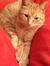 Liesbeth