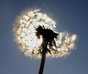 Тедито Танчева