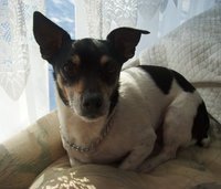 Debbie Morello deegan