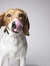 citybeagle