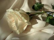 Hadeer Fathy