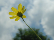 Asawari Dalvi