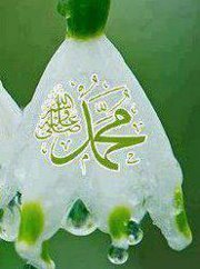 احمد عبد المجيد