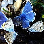 Вени Николова