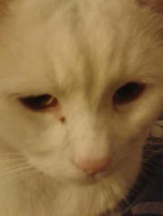 Andi Jarrett-johnson