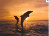 Sieghilde Kirchmayer