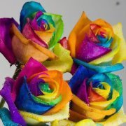 Nurfarahida Mat repal