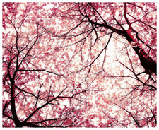 Via