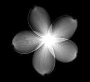 Claire Finer-stubblebine