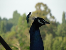 Camila  Ramírez Cruces