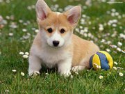 Patcharapimon Kaiyarit