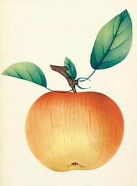 Apple Thom