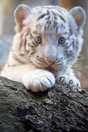 Людмила Станимирова